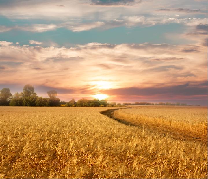 Exposición. Ventanas al campo. Pablo Martín