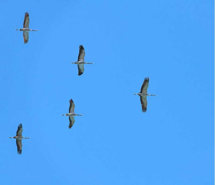 Mira Click. Foto 1.0