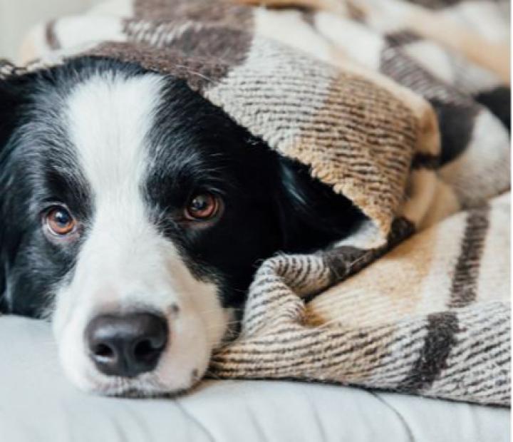 Punto de recogida de mantas para animales abandonados