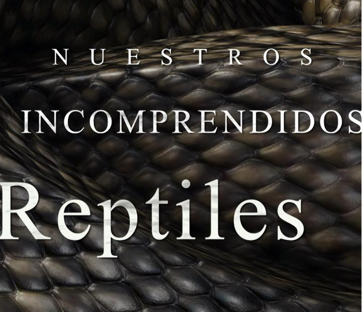 Nuestros incomprendidos reptiles