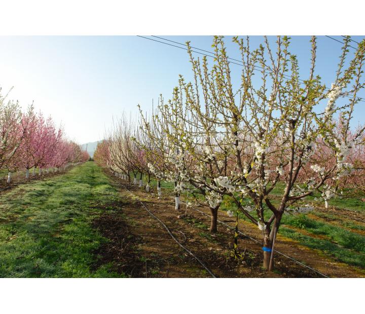  El sector primario aragonés: desafíos y oportunidades