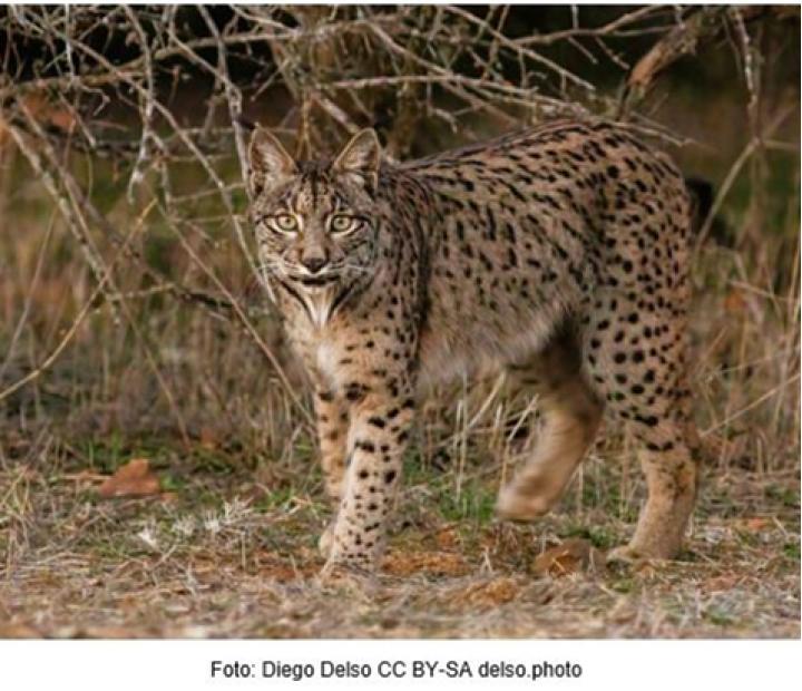 Reintroducción del lince en Aragón