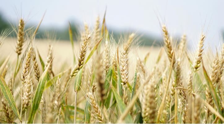 La agricultura en el reto climático. La semilla es el origen.