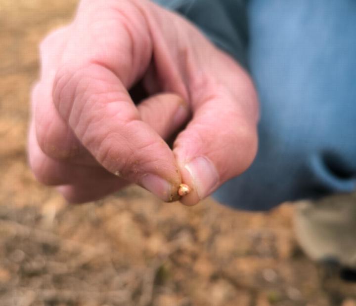 La agricultura en el reto climático. La semilla es el origen.