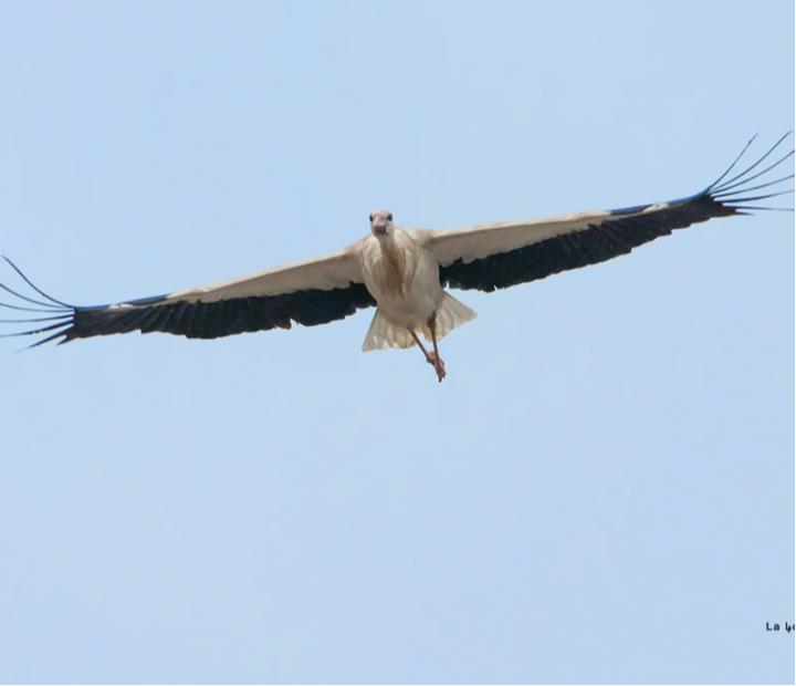 Mira Click. Foto 1.0