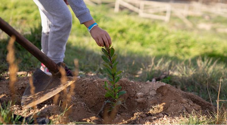 VOLUNTARIADO: Bosque Ibercaja ¡Ayúdanos a reforestar Villarejo de Salvanés! 