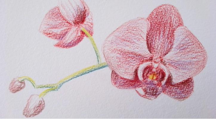 Dibujo de flores a color