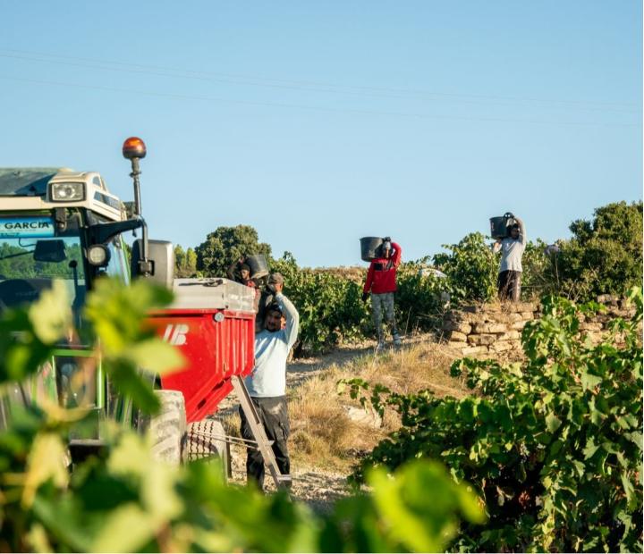 Presentación VIII Diario de Vendimia