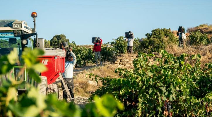 Presentación VIII Diario de Vendimia