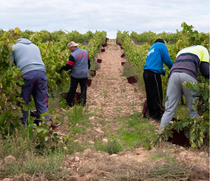 Presentación VIII Diario de Vendimia