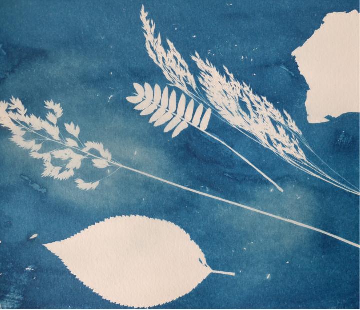 Cianotipia: la magia de azul. Sesión 10 h.