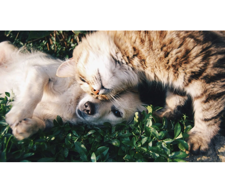 Veterinaria y Agricultura, Ganadería y Medioambiente. 