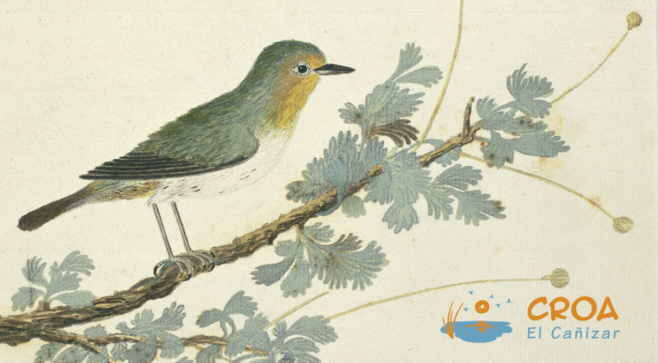 Conoce la biodiversidad de la vega del Turia