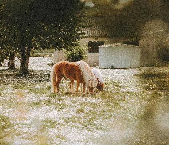 Voluntariado: Visita a la granja escuela con Fundación Cruz Blanca