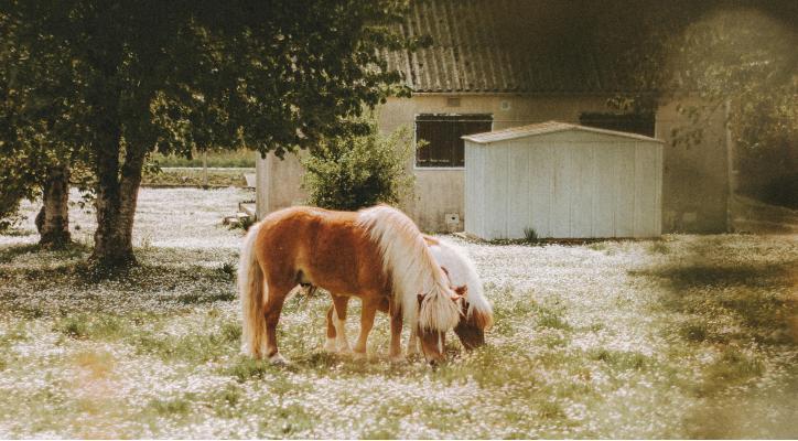 Voluntariado: Visita a la granja escuela con Fundación Cruz Blanca