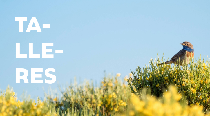 Nuevos talleres primavera 