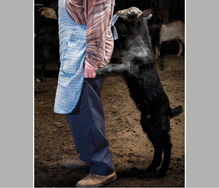 YERBA. El corazón verde de la trashumancia. Katy Gómez Catalina