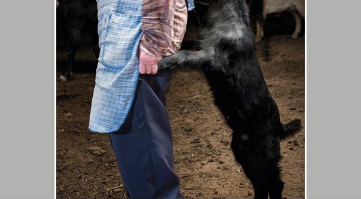 YERBA. El corazón verde de la trashumancia. Katy Gómez Catalina