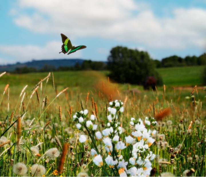 Bioeconomía: cómo la naturaleza sostiene a la humanidad