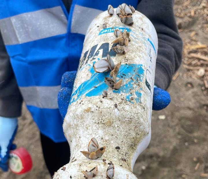 VOLUNTARIADO: Limpieza de playa dentro del Proyecto Dunas Vivas