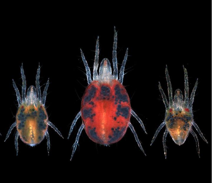 Congreso. 16º Seminario Internacional sobre el genoma de la araña roja