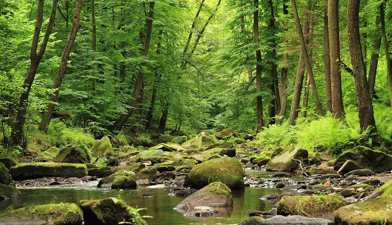 Retos medioambientales: Árboles singulares: un vínculo con nuestros antepasados