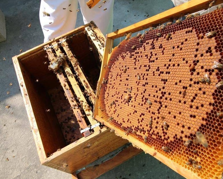 Retos Medioambientales. Taller. Aproximación a la apicultura para niños