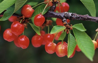 Jornada. Desafíos agronómicos para una producción de calidad de cerezo