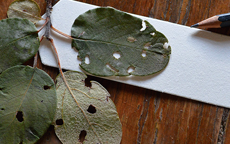 Taller. Ecoarte (Ecología y arte). Qué es y para qué sirve. Formas de Creación sostenible.