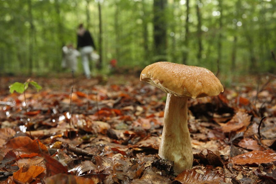 Retos Medioambientales: Hongos micorrícicos asociados con especies arbóreas