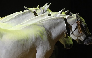 Exposición. Cría caballar de las fuerzas armadas. 150 años de servicio