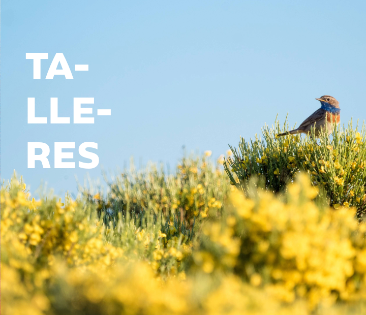 Descubre los nuevos talleres de primavera 