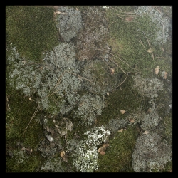 HUELLAS DEL PAISAJE. COMPOSICIONES VEGETALES, EXPOSICIÓN DE LÁZARO VELA EN IBERCAJA ZENTRUM