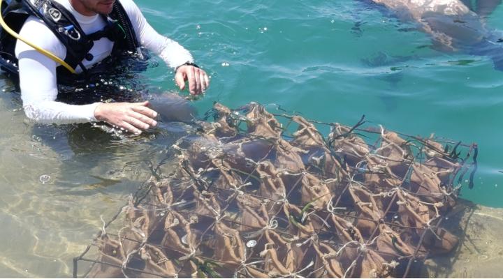 FUNDACIÓN IBERCAJA APOYA UN PROYECTO PARA LA REGENERACIÓN DE PRADERAS MARINAS EN EL MAR MEDITERRÁNEO