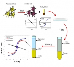 UTILIZACIÓN DE CÉLULAS DENDRÍTICAS PARA EL TRANSPORTE DE NANOPARTÍCULAS  AL TUMOR