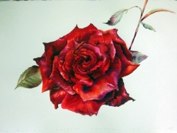  INAUGURACIÓN DE LA EXPOSICIÓN SOLIDARIA 